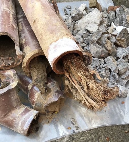 Tree roots removed from a Mississauga sewer line